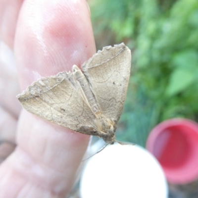 Simplicia armatalis (Crescent Moth) at Emu Creek Belconnen (ECB) - 9 Feb 2024 by JohnGiacon