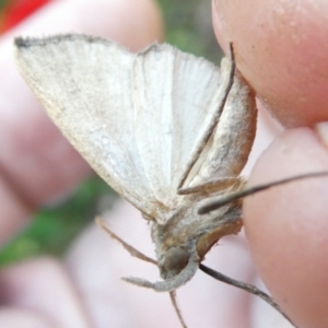 Simplicia armatalis at Emu Creek Belconnen (ECB) - 10 Feb 2024