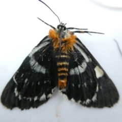 Phalaenoides glycinae (Grapevine Moth) at Emu Creek Belconnen (ECB) - 11 Feb 2024 by JohnGiacon