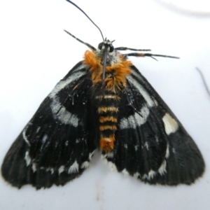 Phalaenoides glycinae at Undefined Area - 11 Feb 2024 06:41 AM