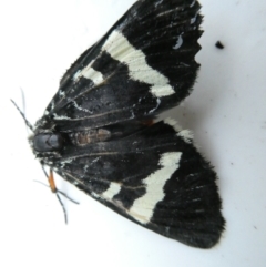 Phalaenoides glycinae at Undefined Area - 11 Feb 2024 06:41 AM