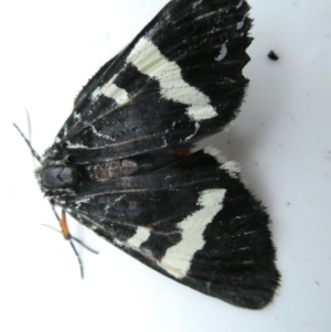 Phalaenoides glycinae at Undefined Area - 11 Feb 2024 06:41 AM