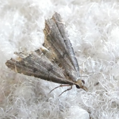 Diplopseustis perieresalis (Eastern Black Tabby) at Flea Bog Flat to Emu Creek Corridor - 13 Feb 2024 by JohnGiacon