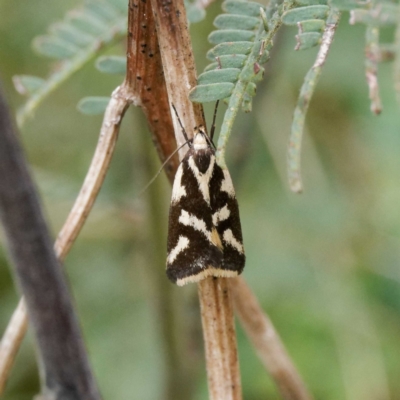 Epithymema incomposita (Chezela group) at Harolds Cross, NSW - 20 Feb 2024 by DPRees125