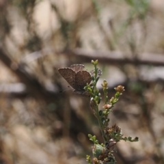 Paralucia crosbyi (Violet Copper Butterfly) at Anembo, NSW - 13 Sep 2023 by RAllen