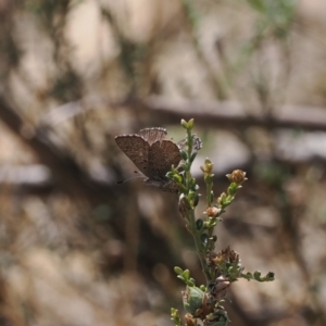 Paralucia spinifera at suppressed - 13 Sep 2023