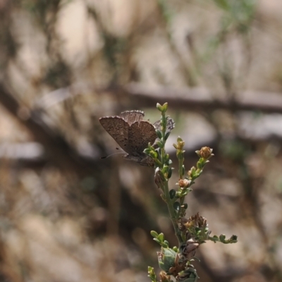 Paralucia crosbyi (Violet Copper Butterfly) at Anembo, NSW - 13 Sep 2023 by RAllen