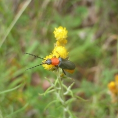 Chauliognathus tricolor (Tricolor soldier beetle) at Isaacs Ridge and Nearby - 20 Feb 2024 by Mike
