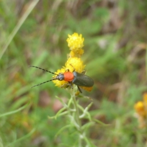 Chauliognathus tricolor at Isaacs Ridge and Nearby - 21 Feb 2024 10:51 AM