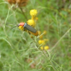 Chauliognathus tricolor at Isaacs Ridge and Nearby - 21 Feb 2024 10:51 AM