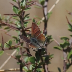 Paralucia spinifera (Bathurst or Purple Copper Butterfly) at Anembo, NSW - 13 Sep 2023 by RAllen