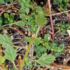 Dysphania pumilio (Small Crumbweed) at Hawker, ACT - 19 Feb 2024 by sangio7