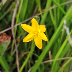 Hypoxis hygrometrica var. villosisepala (Golden Weather-grass) at The Pinnacle - 19 Feb 2024 by sangio7