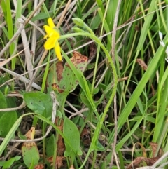 Hypoxis hygrometrica var. villosisepala at The Pinnacle - 20 Feb 2024 08:48 AM