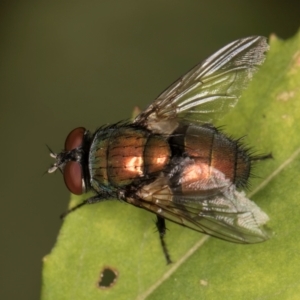 Lucilia cuprina at Melba, ACT - 18 Feb 2024 07:09 PM