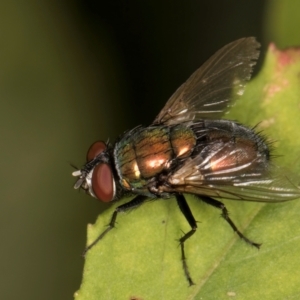 Lucilia cuprina at Melba, ACT - 18 Feb 2024 07:09 PM