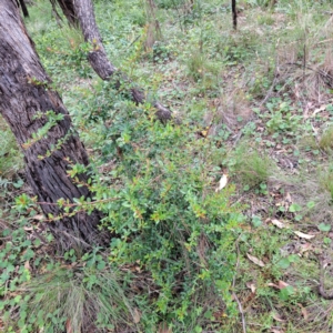 Pyracantha sp. at Mount Majura - 21 Feb 2024 03:15 PM