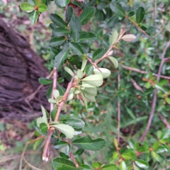 Pyracantha sp. at Mount Majura - 21 Feb 2024 03:15 PM