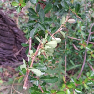 Pyracantha sp. at Mount Majura - 21 Feb 2024