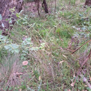 Rosa sp. at Mount Majura - 21 Feb 2024