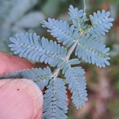 Acacia baileyana (Cootamundra Wattle, Golden Mimosa) at Watson, ACT - 21 Feb 2024 by abread111