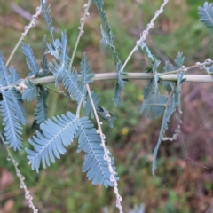 Acacia baileyana at Mount Majura - 21 Feb 2024