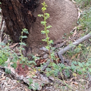 Rosa sp. at Mount Majura - 21 Feb 2024