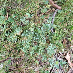 Rosa sp. at Mount Majura - 21 Feb 2024