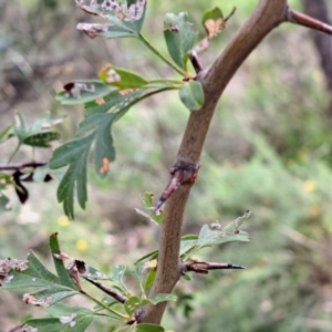 Crataegus monogyna at Mount Majura - 21 Feb 2024