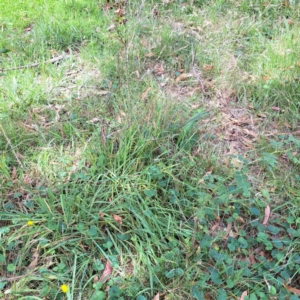 Rosa sp. at Mount Majura - 21 Feb 2024