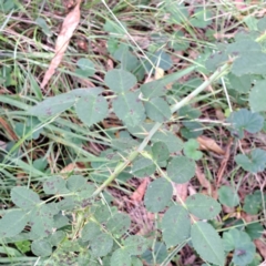 Rosa sp. at Mount Majura - 21 Feb 2024