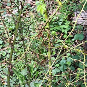 Rosa sp. at Mount Majura - 21 Feb 2024