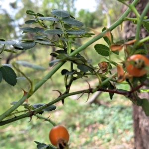 Rosa sp. at Mount Majura - 21 Feb 2024