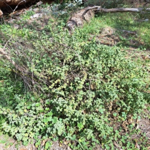 Marrubium vulgare at Mount Majura - 21 Feb 2024 04:10 PM