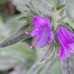 Echium plantagineum (Paterson's Curse) at Mount Majura - 21 Feb 2024 by abread111