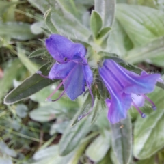 Echium plantagineum at Mount Majura - 21 Feb 2024