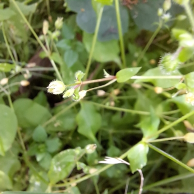 Stellaria media (Common Chickweed) at Watson, ACT - 21 Feb 2024 by abread111