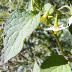 Solanum nigrum (Black Nightshade) at Watson, ACT - 21 Feb 2024 by abread111