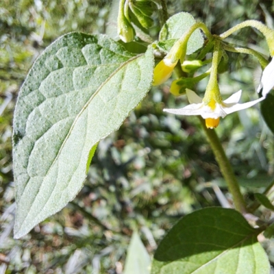 Solanum nigrum (Black Nightshade) at Watson, ACT - 21 Feb 2024 by abread111