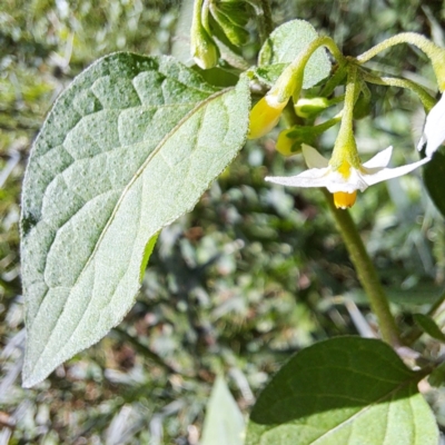 Solanum nigrum (Black Nightshade) at Mount Majura - 21 Feb 2024 by abread111