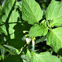 Solanum nigrum at Mount Majura - 21 Feb 2024