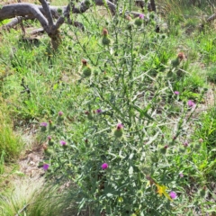 Cirsium vulgare (Spear Thistle) at Mount Majura - 21 Feb 2024 by abread111