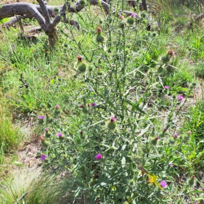 Cirsium vulgare (Spear Thistle) at Mount Majura - 21 Feb 2024 by abread111