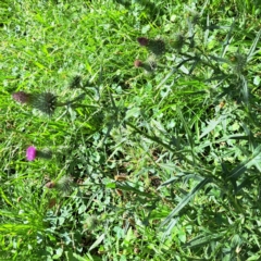 Cirsium vulgare at Mount Majura - 21 Feb 2024