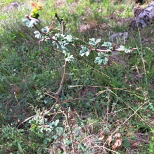 Crataegus monogyna at Mount Majura - 21 Feb 2024