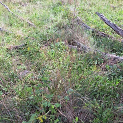 Rosa sp. (A Wild Rose) at Watson, ACT - 21 Feb 2024 by abread111