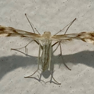 Wheeleria spilodactylus (Horehound plume moth) at Campbell, ACT - 19 Feb 2024 by Imlac