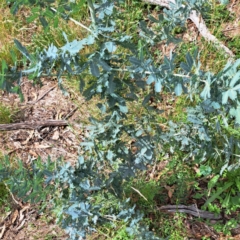Acacia baileyana (Cootamundra Wattle, Golden Mimosa) at Watson, ACT - 21 Feb 2024 by abread111