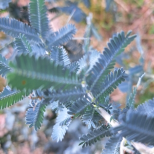 Acacia baileyana at Mount Majura - 21 Feb 2024