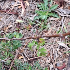 Crataegus monogyna at Mount Majura - 21 Feb 2024